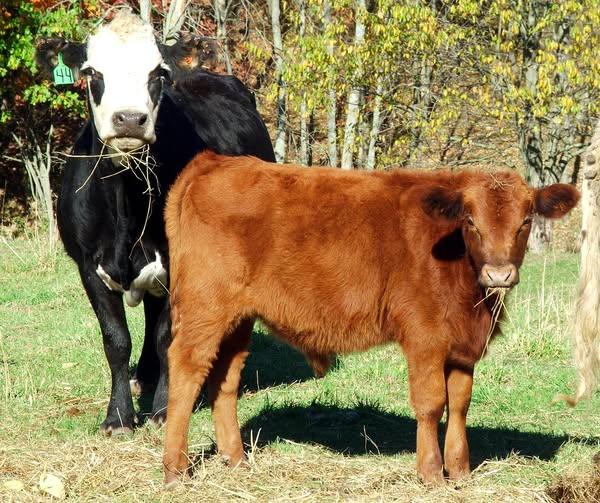 Bridging the Gap Between the Barn and the Grocery Cart