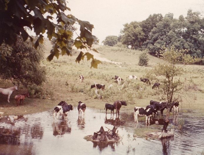 Roots in the Mud: A Farm Tradition That Endures