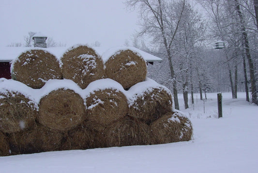 Why Family Farms Are Disappearing — And Why Every American Should Care