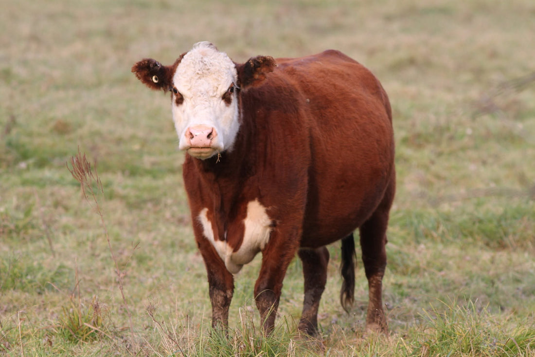 Are Bigger Meat Operations Really Better for Everyone?