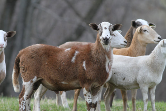 Prevention Is Stewardship