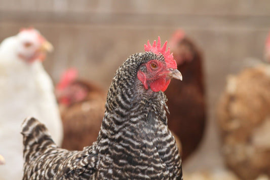 Ultra-Processed Food Didn't Take Over by Accident