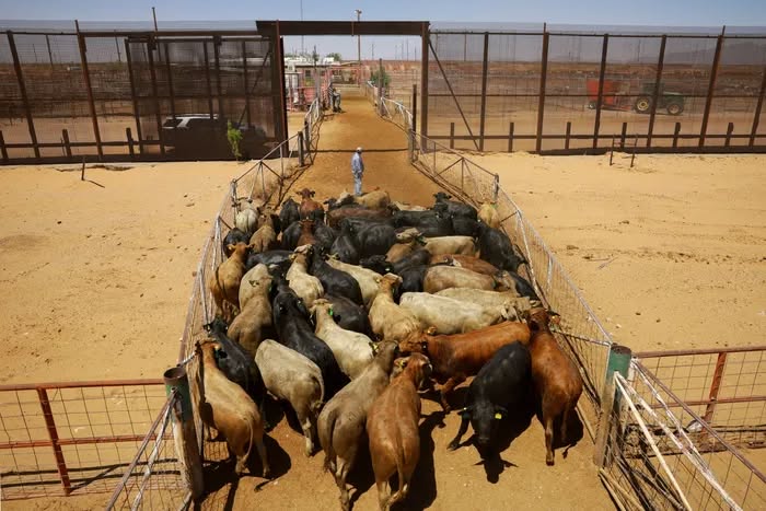 If You Have a Right to Know… Why Can’t You Know Where Your Beef Came From?