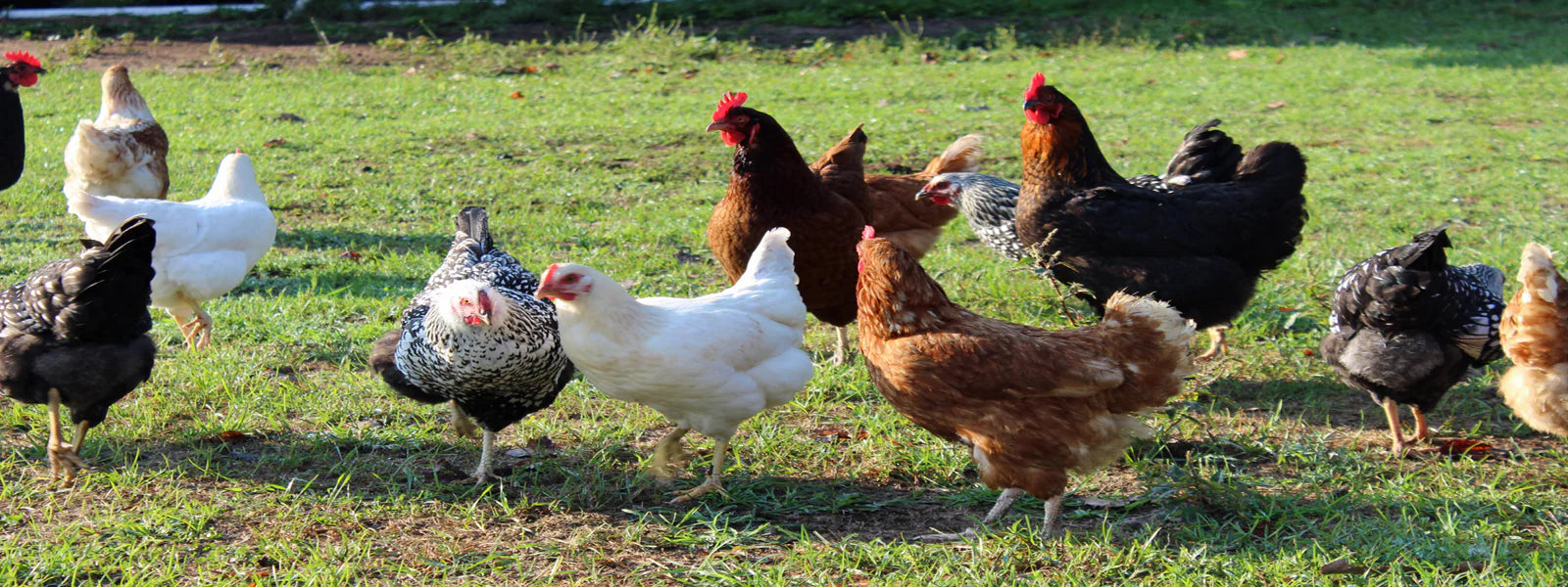 Creswick Farms